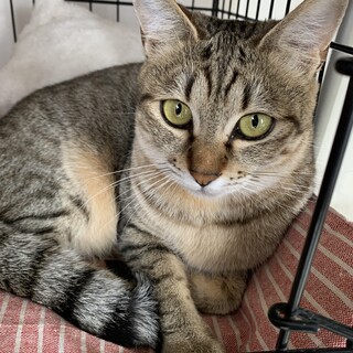 ネコフレンドリー♡コトラちゃん１歳