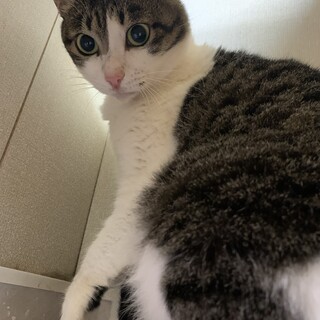 ちょっとぽっちゃりな女の子　推定2歳　避妊手術済