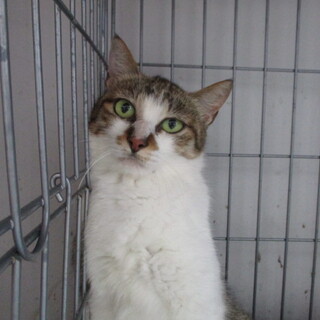 処分対象です。収容期限7/21朝迄