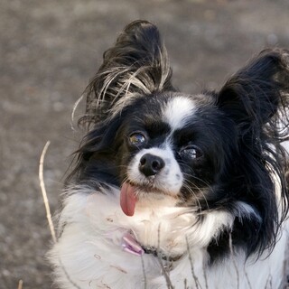 なは）人が大好きなパピヨン女子