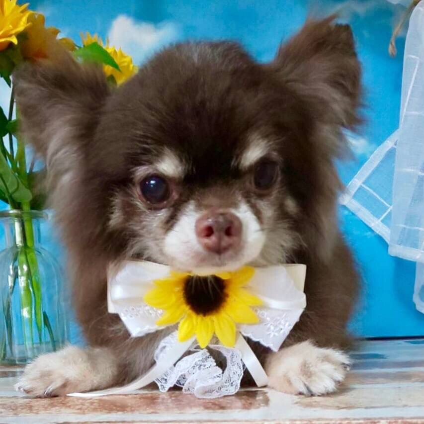 こうとう ビビリでシャイ 埼玉県 犬の里親募集 ペットのおうち 月間利用者150万人