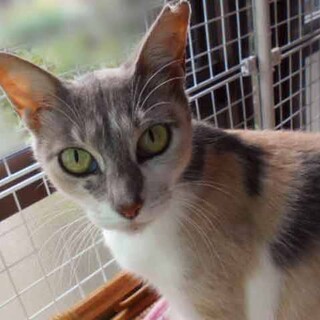 守ってあげたい癒し系♪三毛猫のミイケさん