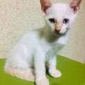 久留米市 子猫 里親募集