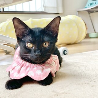 元気いっぱい黒猫姉妹「アクビちゃん」