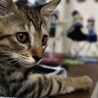 里親決定○キジ猫ソラト君 サムネイル2
