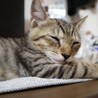 里親決定○キジ猫ソラト君 サムネイル5