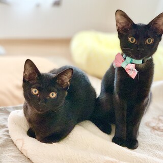 元気いっぱい黒猫姉妹「クシャミちゃん」