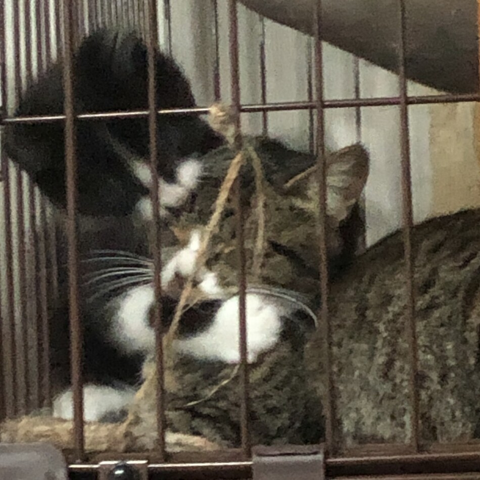 ネズコのカバー写真