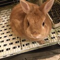 ネザーランドドワーフ里親募集