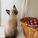 募集は一時停止致します