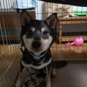 柴犬　6歳　メス