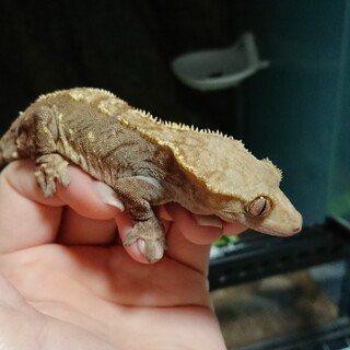 クレステッドゲッコー♀