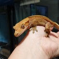クレステッドゲッコー♂
