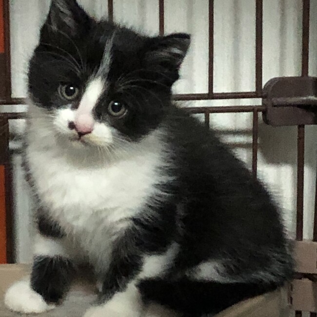 YOSSYのおうちのカバー写真