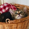 募集は一時停止致します