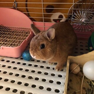 ネザーランド 11か月♂　里親募集！