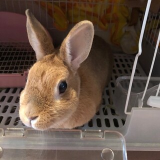 ネザーランド♀　年齢不明　里親募集！