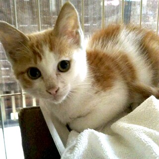 美男子茶白くん仔猫の里親さん募集