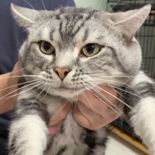 甘えん坊リクくんアメショ♂★代理投稿★