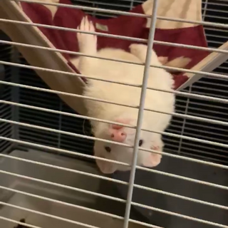 カナディアンフェレット♂ 里親様募集します