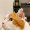 ヴぃら