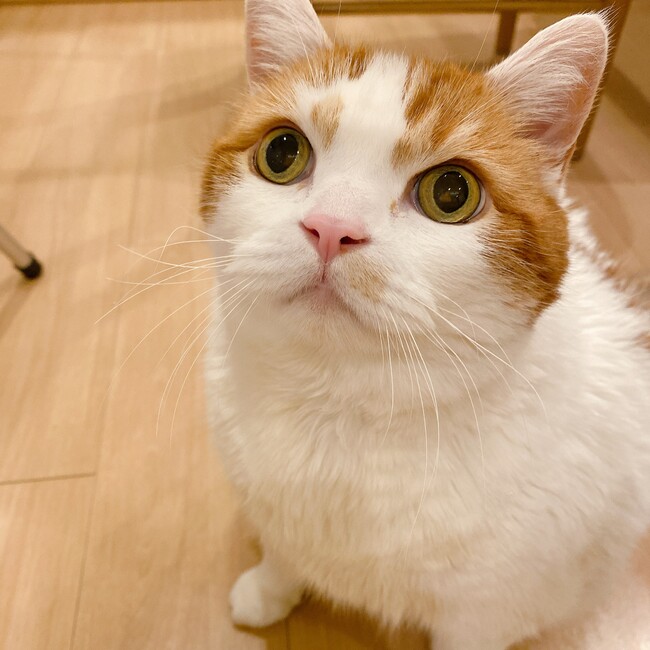 ヴぃらのカバー写真