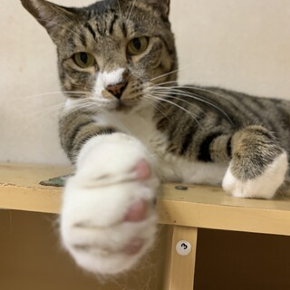 キジ白　去勢済み　男の子　約3歳　