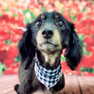 ミニチュアダックスフント