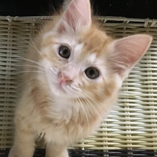 ☆茶トラ女の子　こころ☆