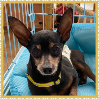 ビビり屋の甘えん坊君