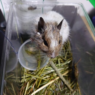 里親募集中！  デグー  年齢不明