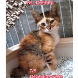可愛いミケ仔猫ちゃん♡私と家族になってください！