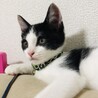 フライパンたさん