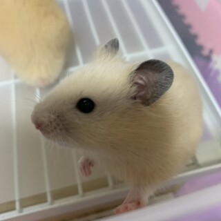 キンクマハムスター生後4ヶ月