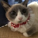シャムミックス美猫さんです♪