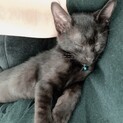 甘えん坊の黒猫くんです♡
