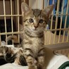 小柄なキジトラちゃん サムネイル4