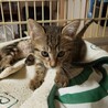 小柄なキジトラちゃん サムネイル6
