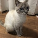 人馴れ抜群のイケメン保護猫くん