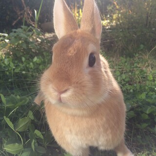 ネザーランドドワーフ女の子