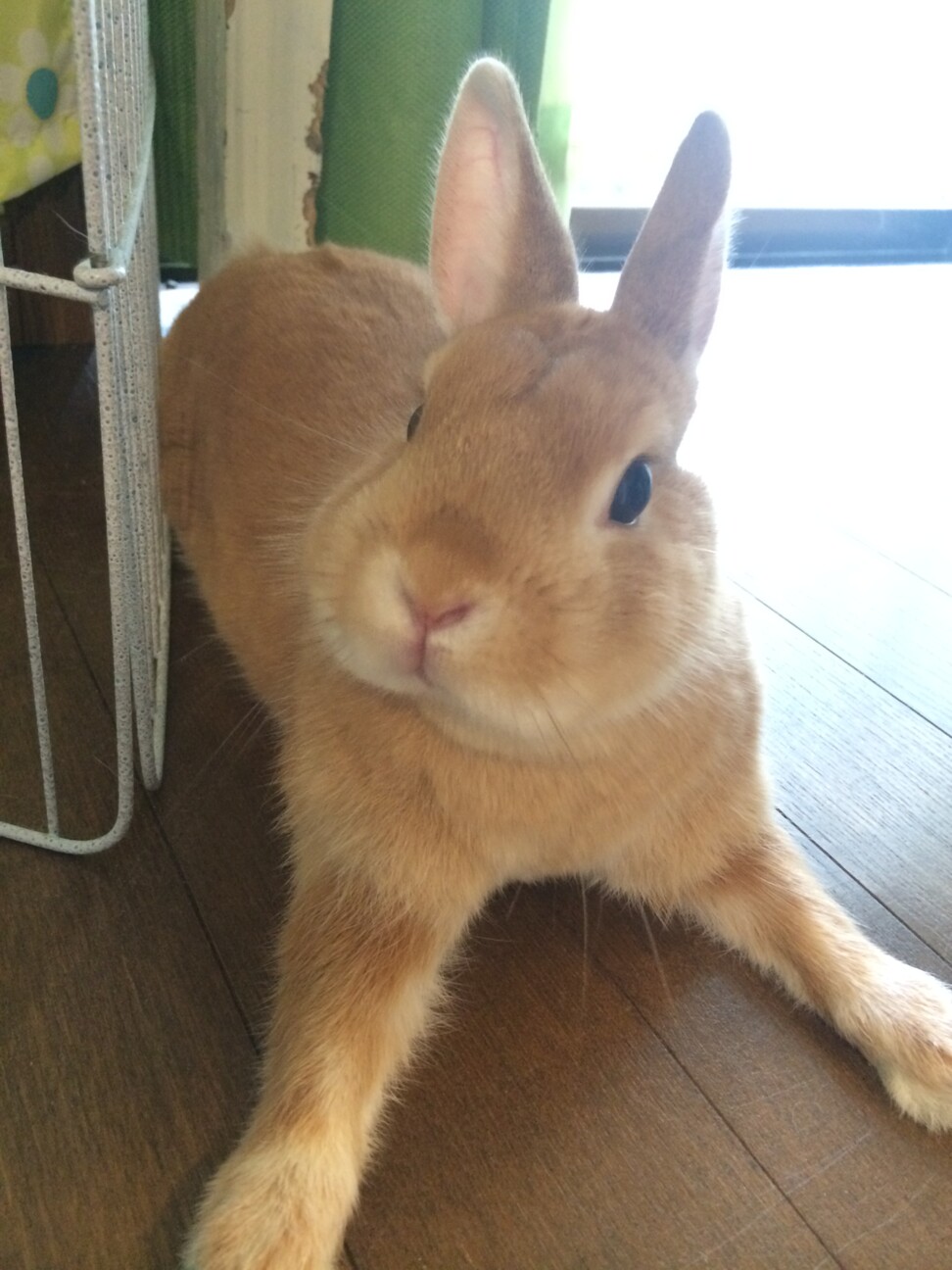 ネザーランドドワーフ女の子 サムネイル2