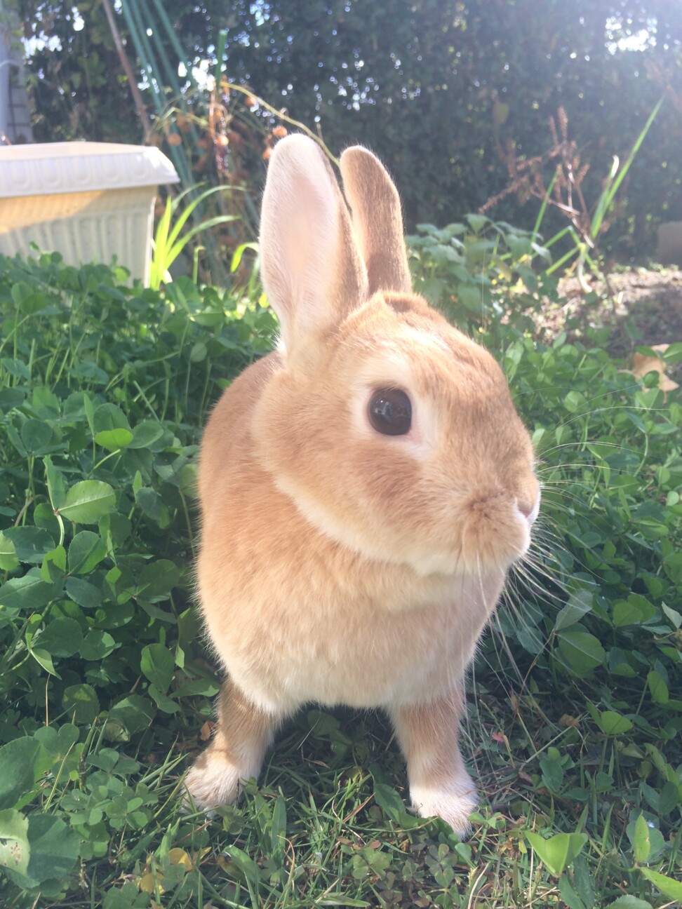 ネザーランドドワーフ女の子 サムネイル3