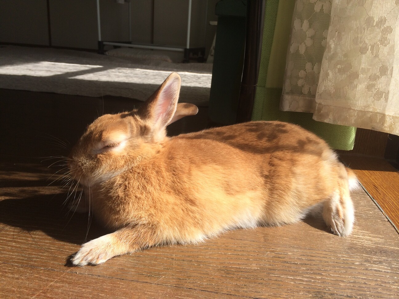 ネザーランドドワーフ女の子 サムネイル4