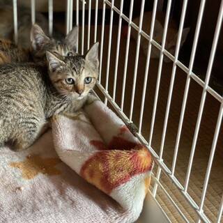 民家の軒下で産まれたキジの女の子