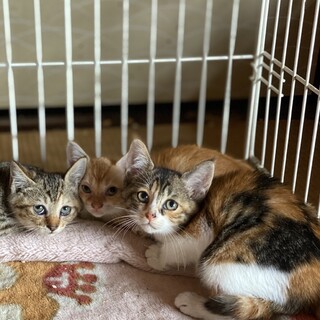 民家の軒下で産まれた三毛の女の子