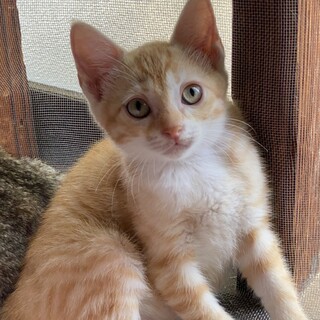 民家の軒下で産まれた茶トラの女の子