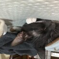 急募　白黒オス　1歳すぎ