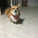 飼い主が入院したため里親募集
