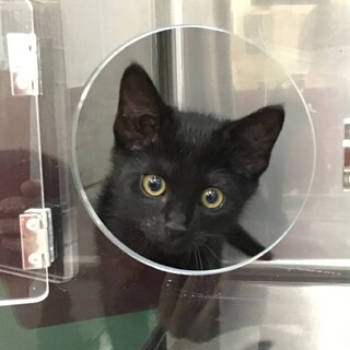 動物病院発！美黒⭐️女の子