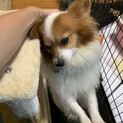 パピヨン♂ビビリな甘えん坊です^ - ^
